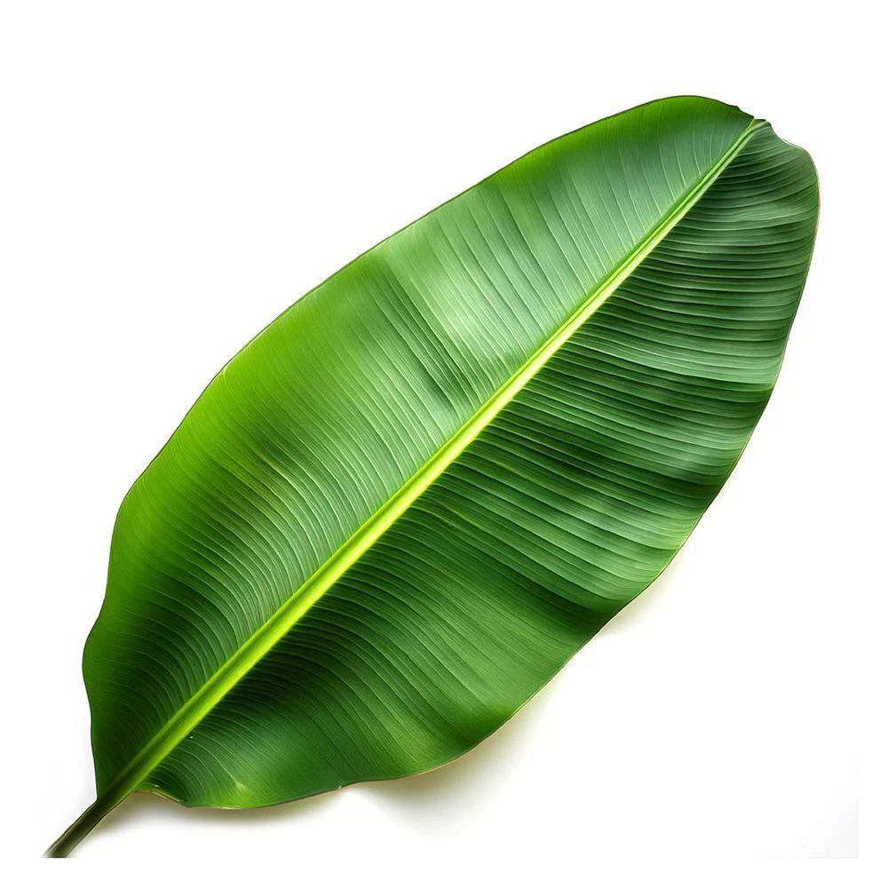 Banana Leaf 1 gab