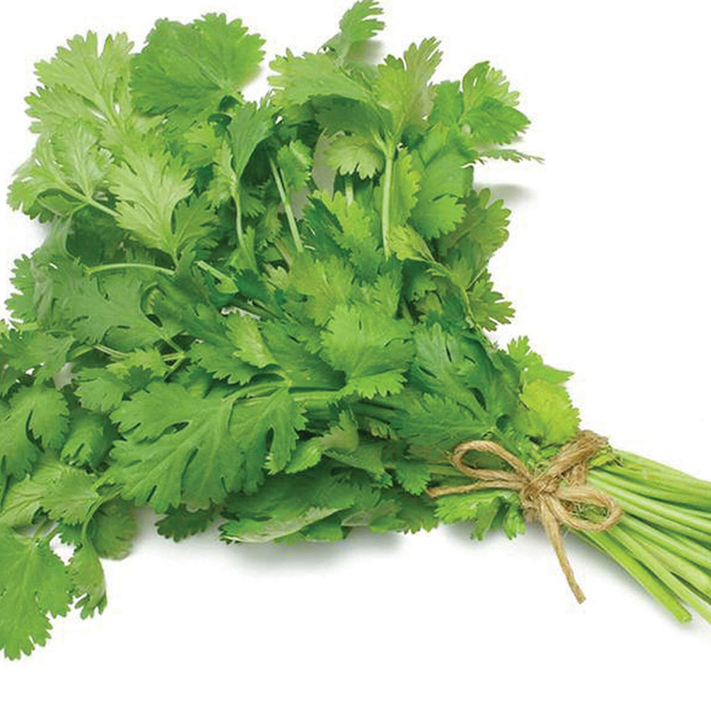 coriander